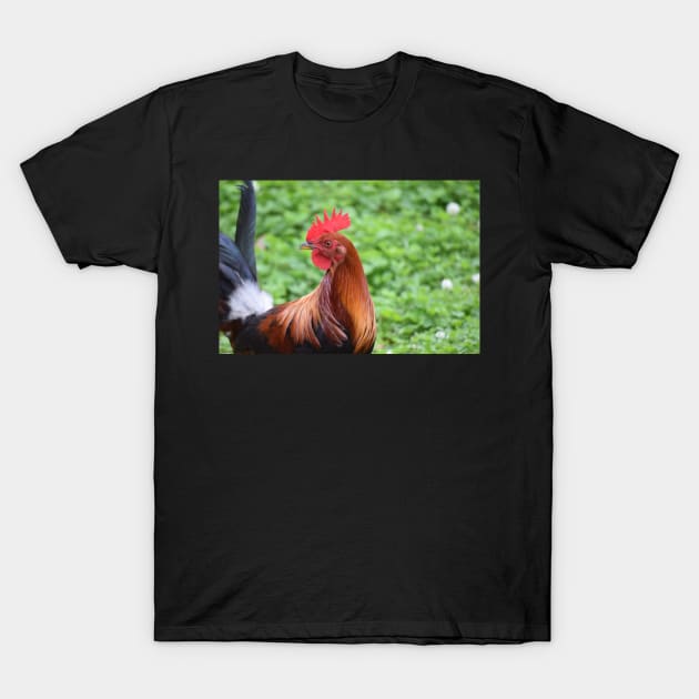 new orleans rooster T-Shirt by sarelitay